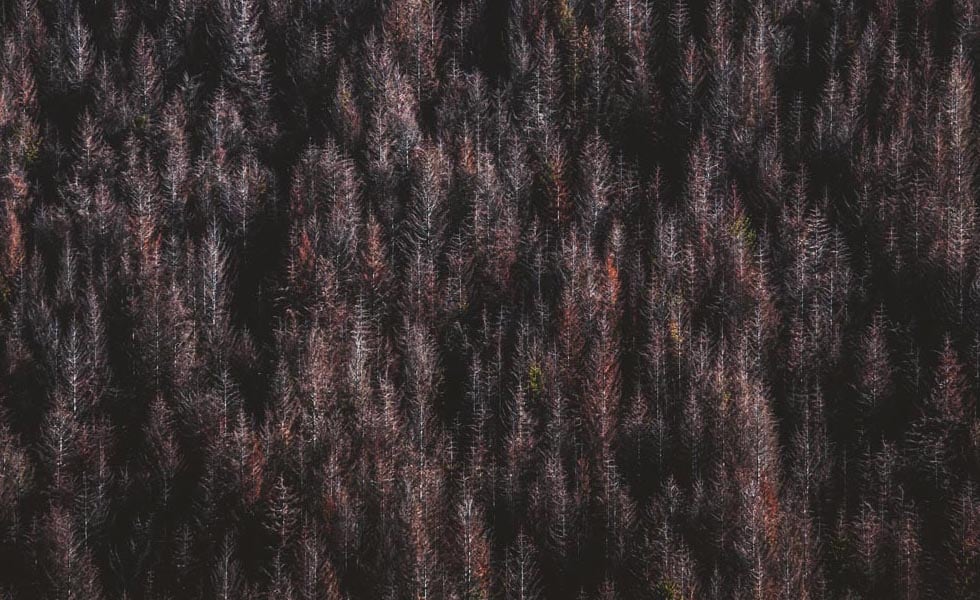 Lush forest in autumn with purple orange and red leaves 