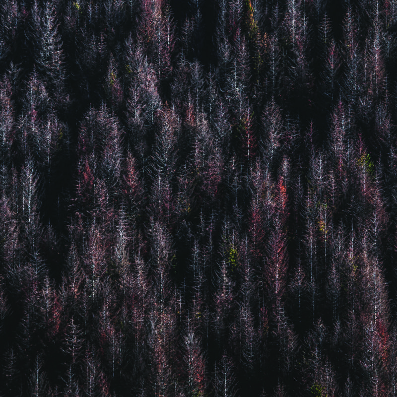 Autumnal forest wallpaper in aliving room with grey chair and cheese plant