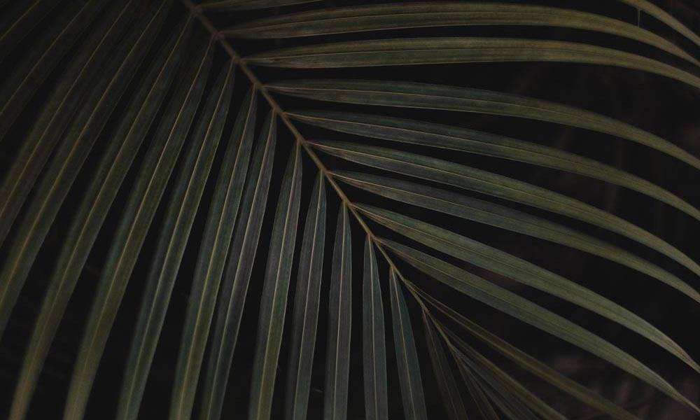 Dark green palm leaves on a deep grey background