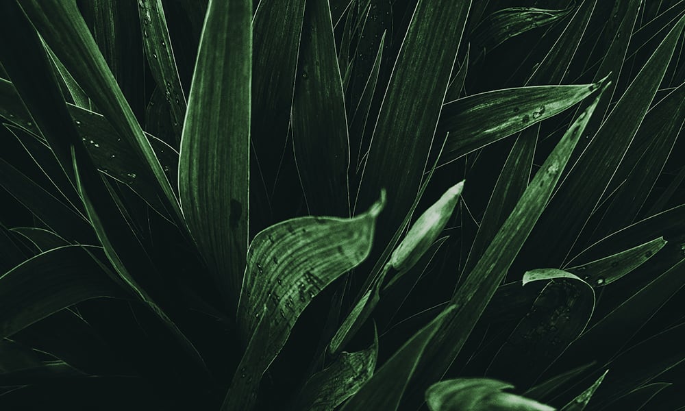 Blades of green in deep green with a black backdrop