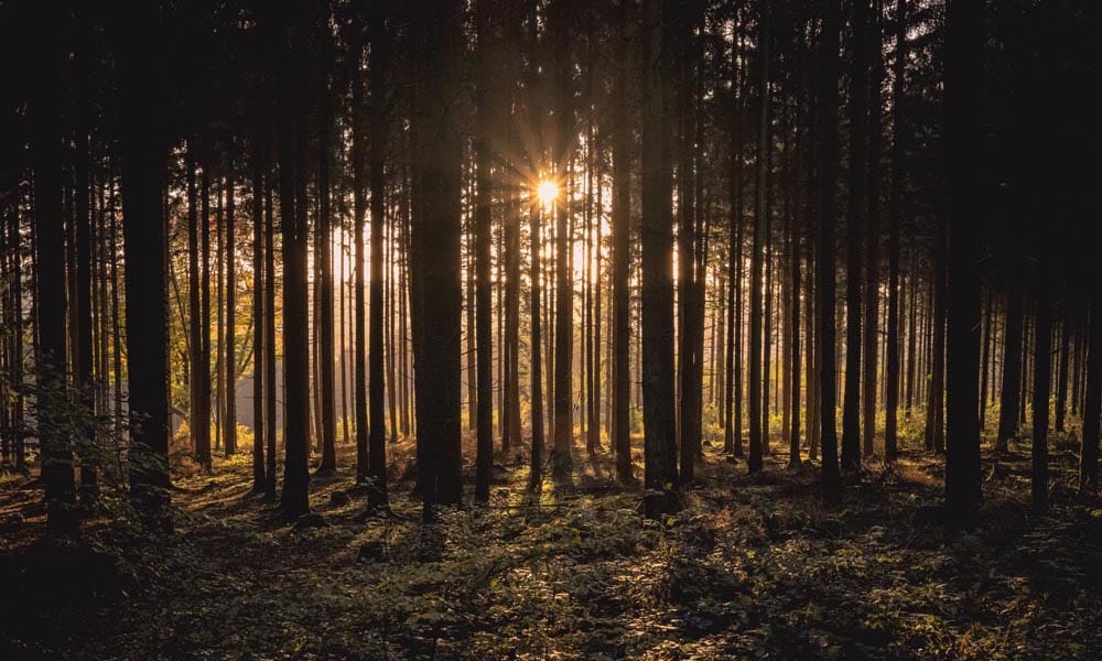 Woodland autumnal scene with silhouetted trees with sunlight streaming through