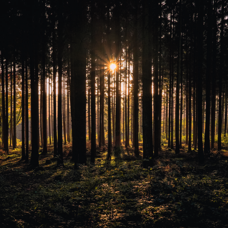 Bedroom setting with a forest wall mural with silhouetted trees with sunlight streaming through