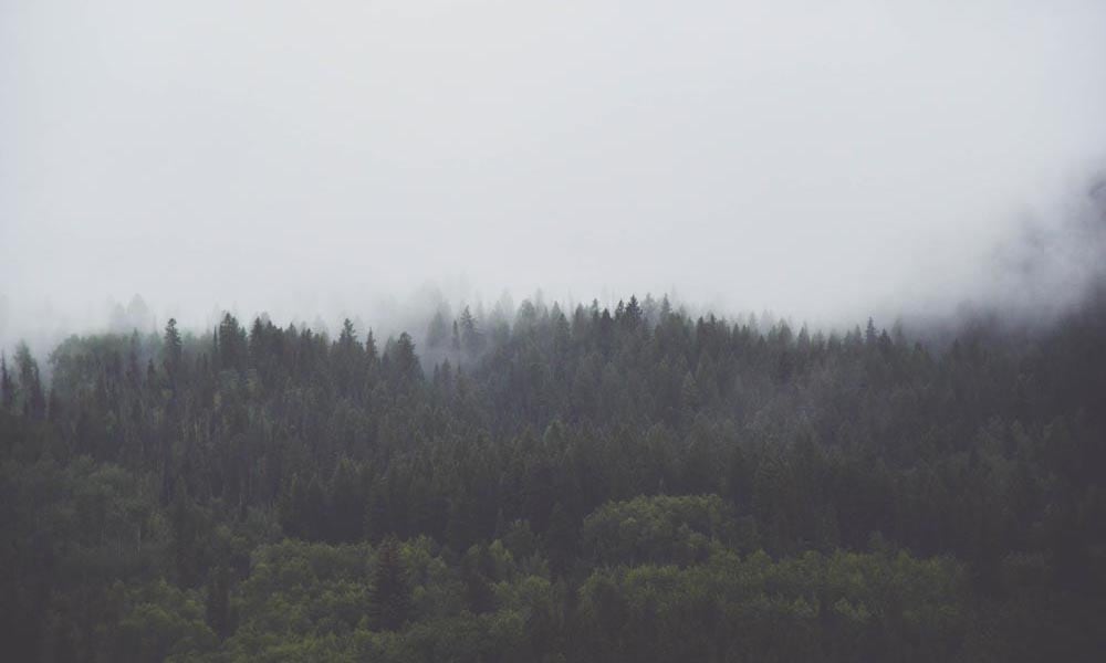 Lush forest scene with cloud topping the fir tree tops