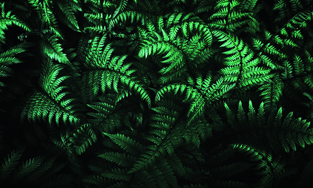 Green fern leaves with dark shadowy backdrop