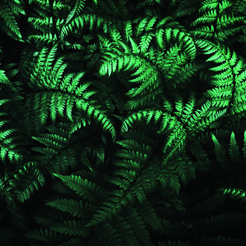 Office setting with green bracken leaves wall mural