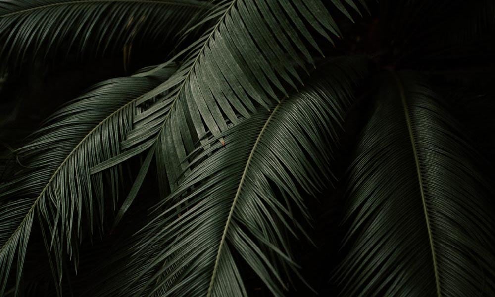 Dark green palm leaf sweeping across a dark backdrop