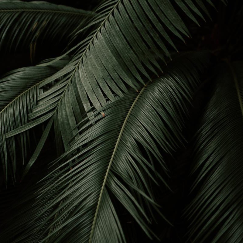 Mid-century style living room with dark palm leaf wall mural