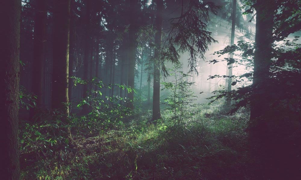 Mysterious deep in the woods