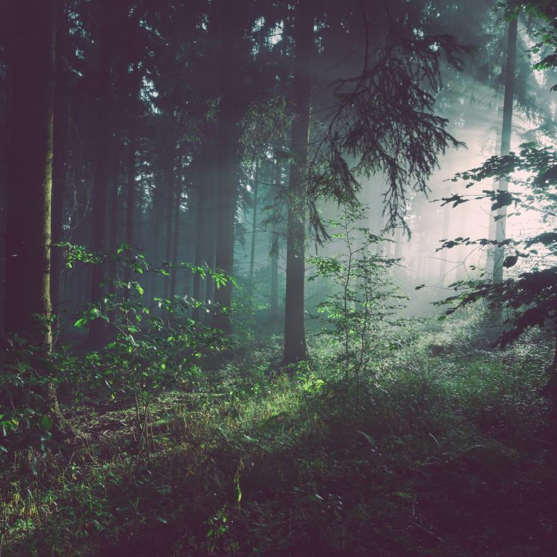 White bed with mysterious forest wallpaper