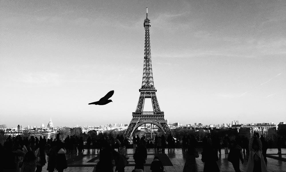 Paris themed eiffel tower wall mural with bird flying by