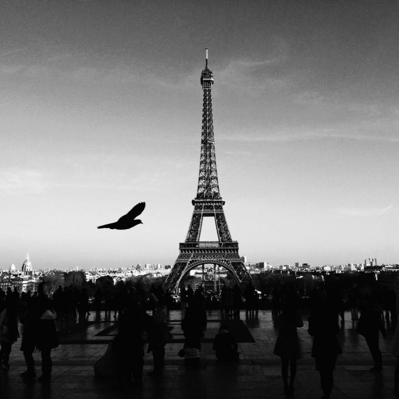 Living room with an eiffel tower wall mural with a bird flying past