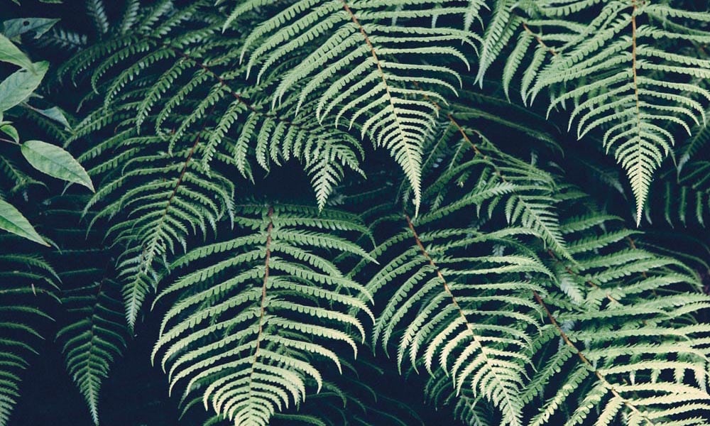 Leafy green ferns with dark shadowy background