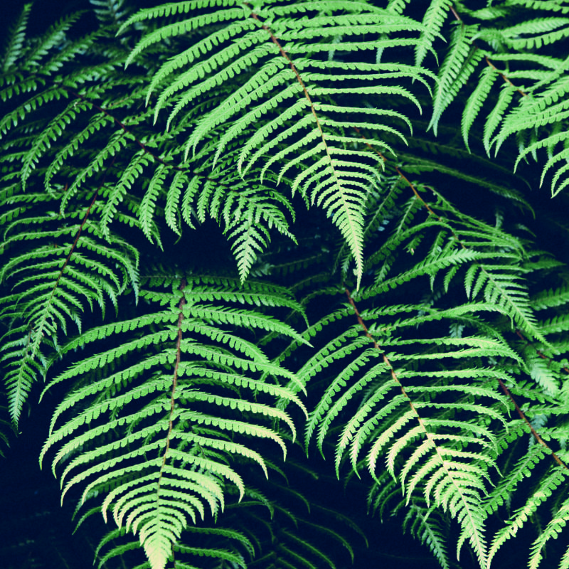 Green fern leaf wall mural in a white bedroom