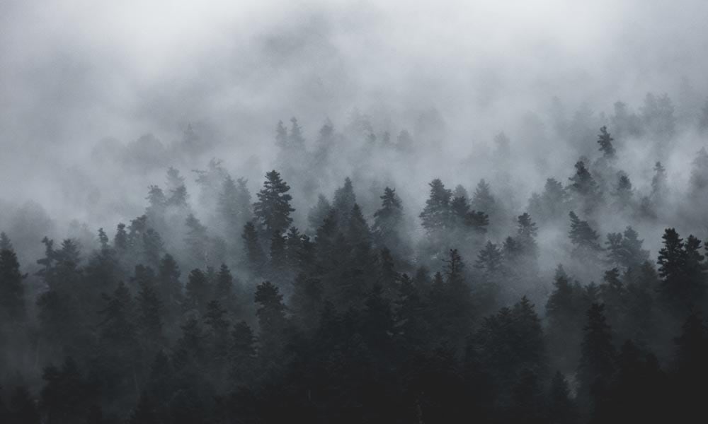 Foggy misty fir tree forest