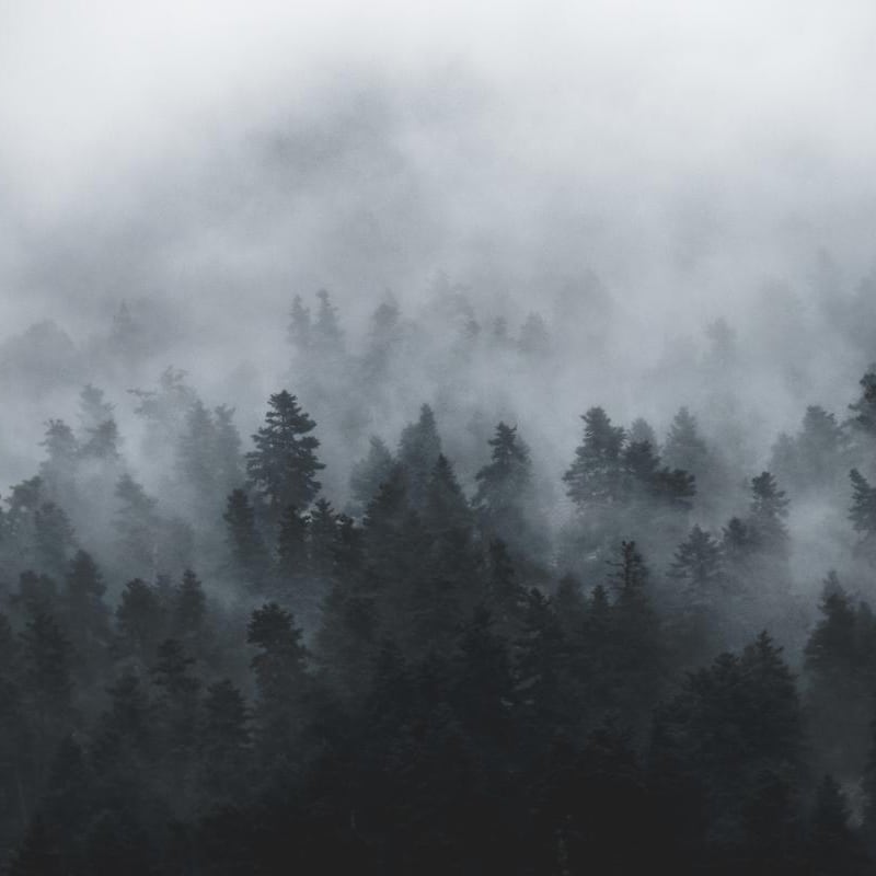 Scandi style bedroom with misty forest wallpaper