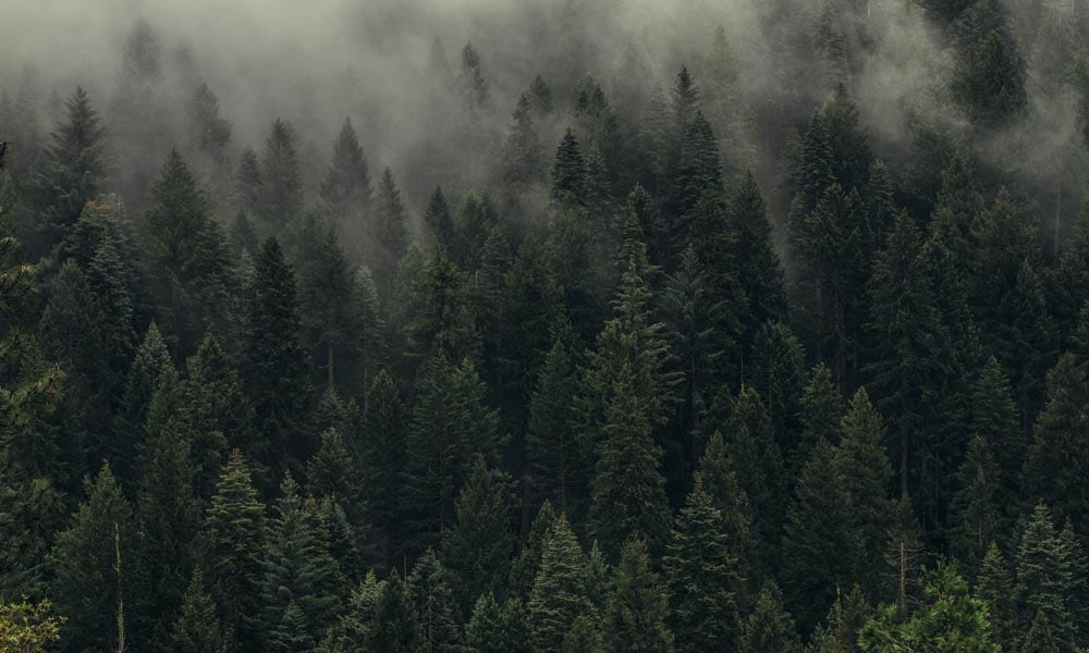 Forest landscape with wisps of mist topping the trees