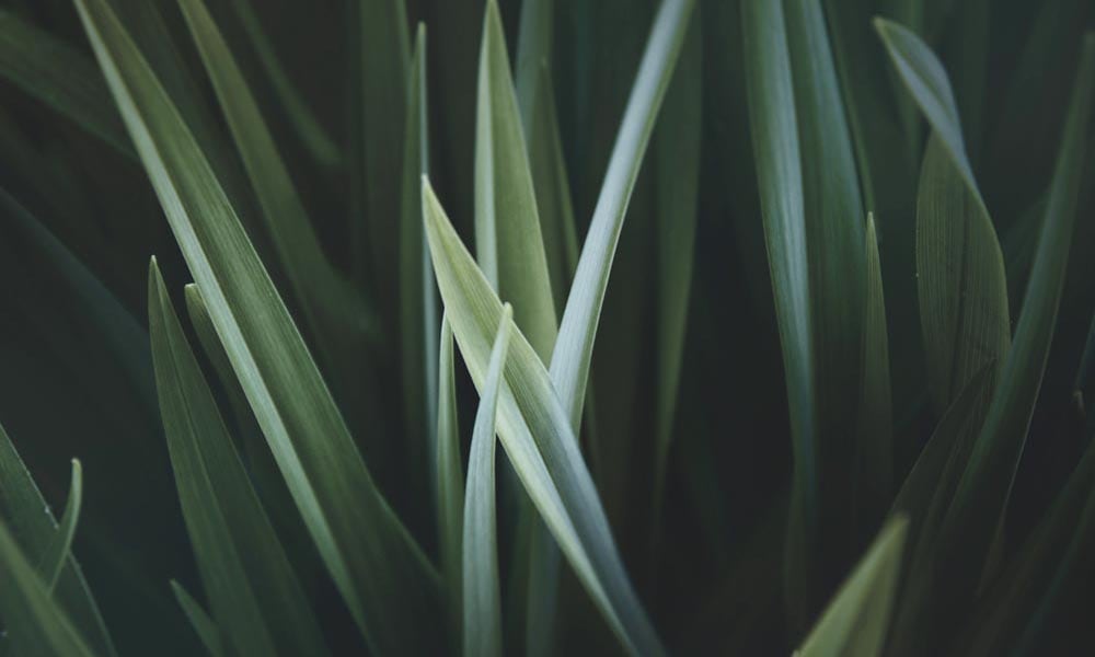 Detailed fresh green blades of grass 