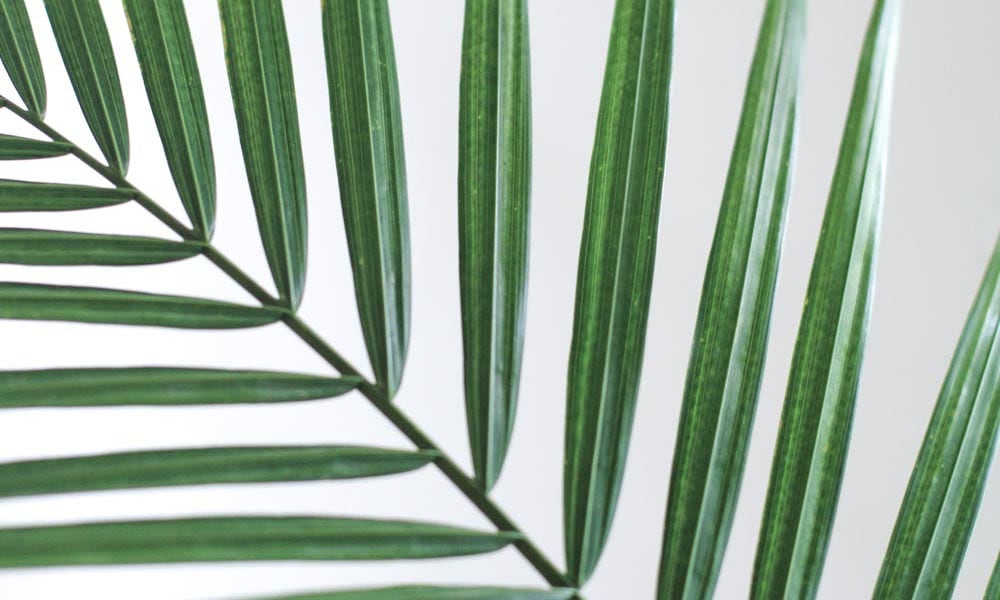 Bright white backdrop with green palm leaf 