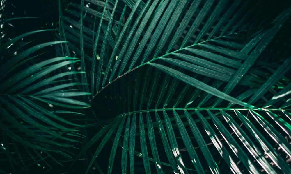 Abstract green palm leaves in a jungle