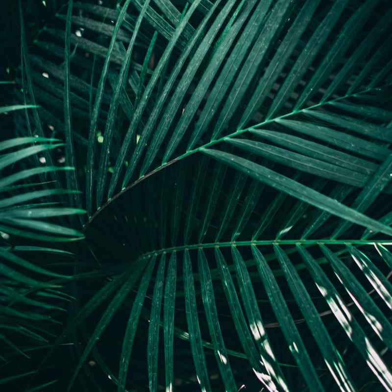 Scandi style bedroom with jungle palm leaves wall mural