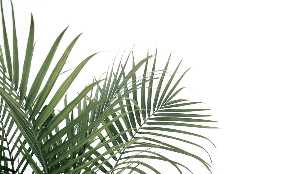 Green palm leaves against a white backdrop