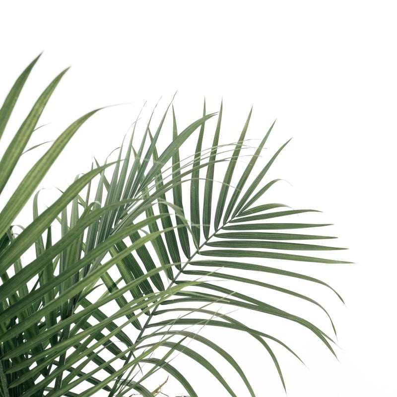 Minimalist bedroom with palm leaf wall mural in bright white and green
