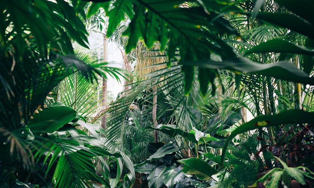 View of a lush rainforest peering through tropical trees