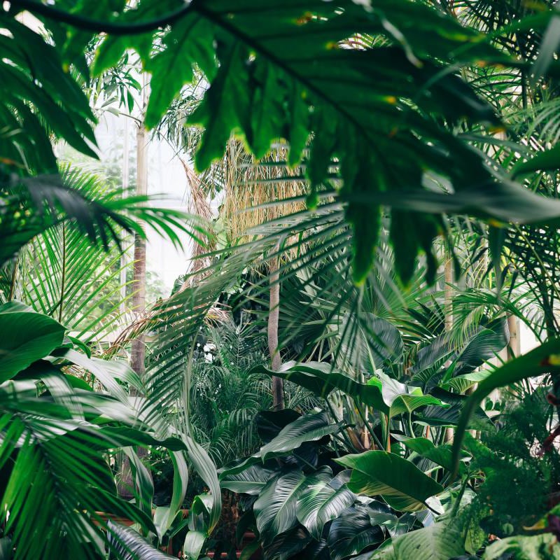 Office with mac computer with a jungle view through trees wall mural