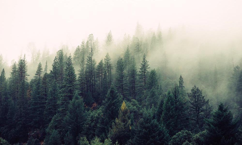 Lush fir tree forest topped with mist 