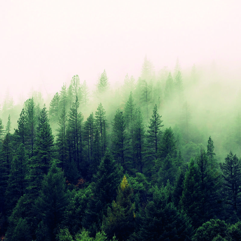 Minimalist bedroom setting with a lush fir tree forest mist landscape wallpaper