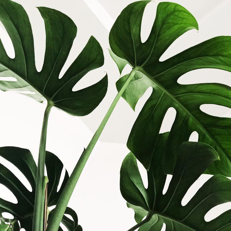 Scandinavian style bedroom with a monstera plant leaves wall mural