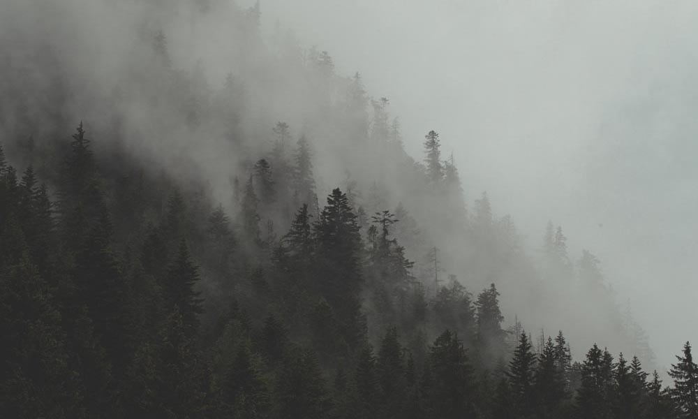 Misty mountain side forest