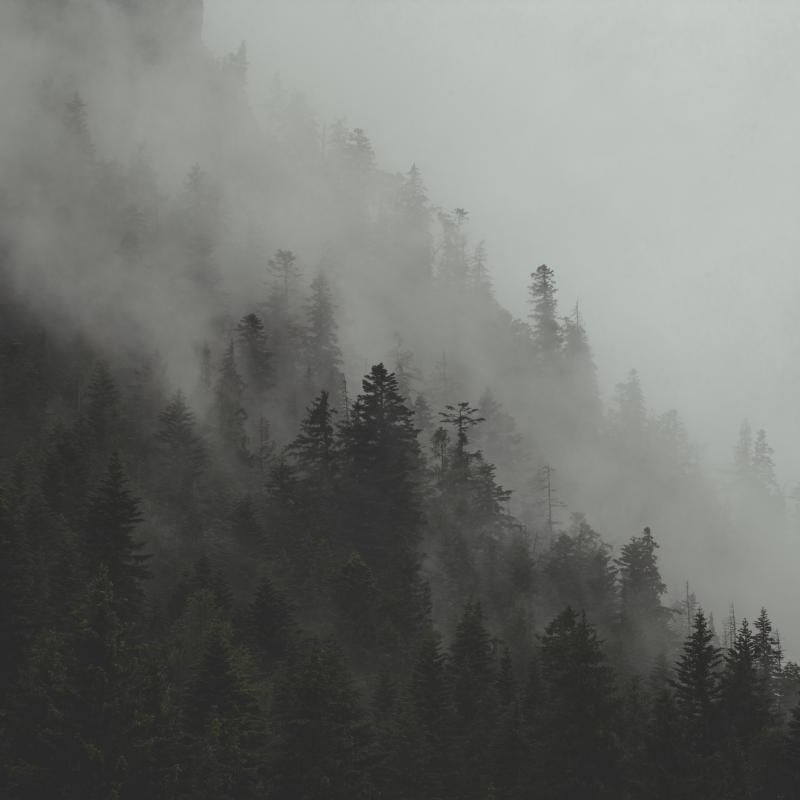 Minimalist style bedroom with a wall mural featuring a fir tree mountainside with mist