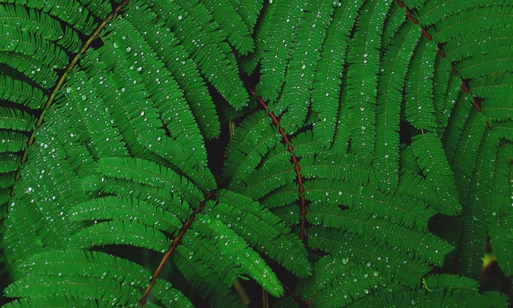 Abstract fern leaves with raindrops