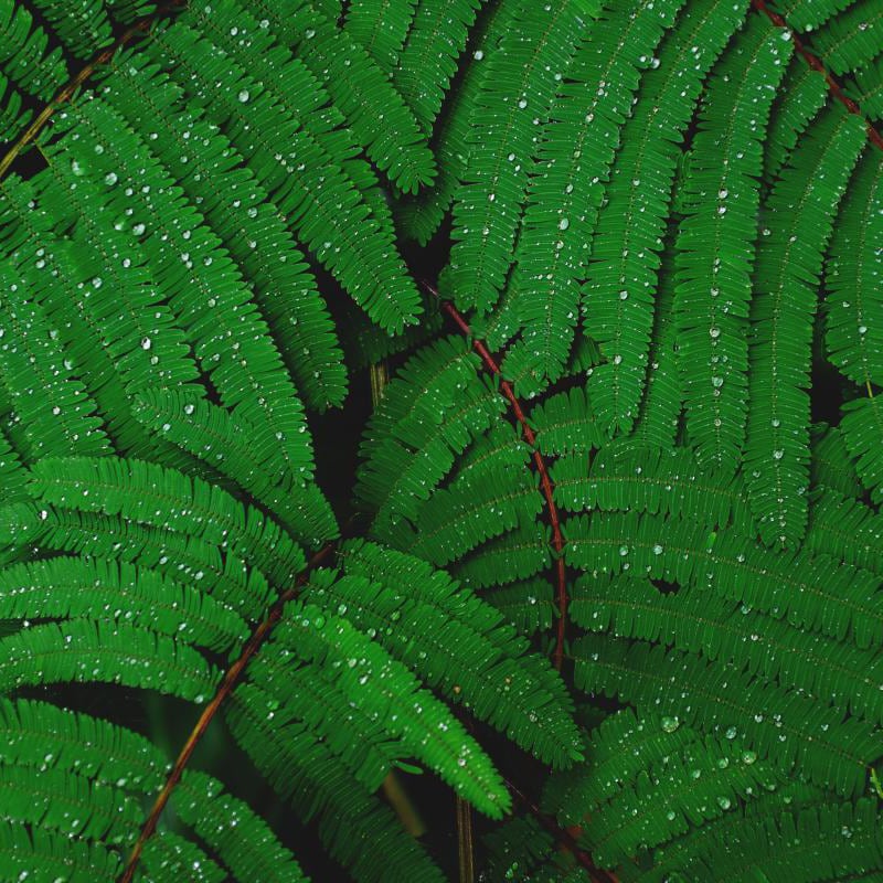 Office scene with bright green wallpaper of a leafy with raindrops