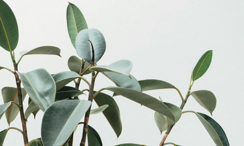 Sage green plant leaves