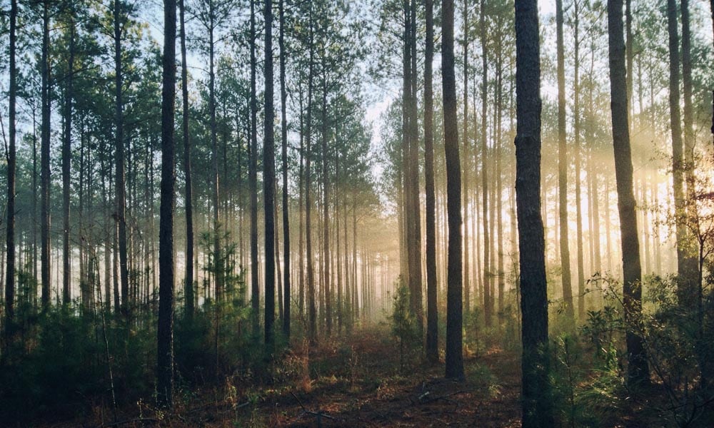 Sunlight woodland with lots of tall narrow trees