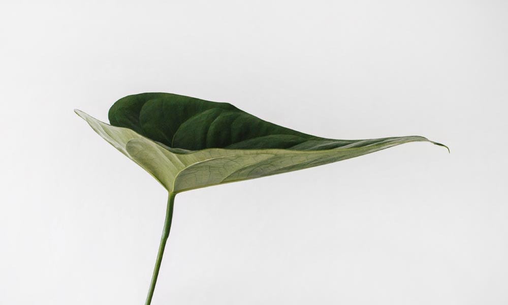 Green single leaf