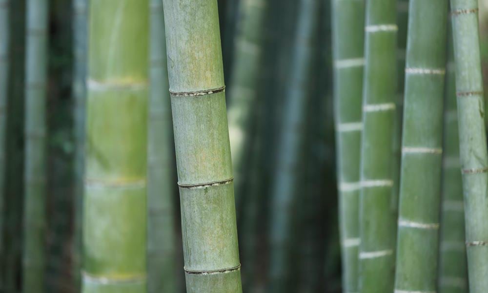 Detailed bamboo shoots