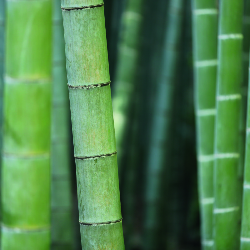 Office scene with a sage green bamboo stalk photographic wall mural