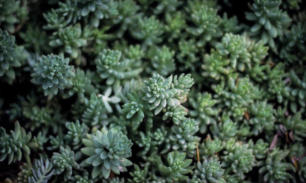 Abstract green succulent plant 