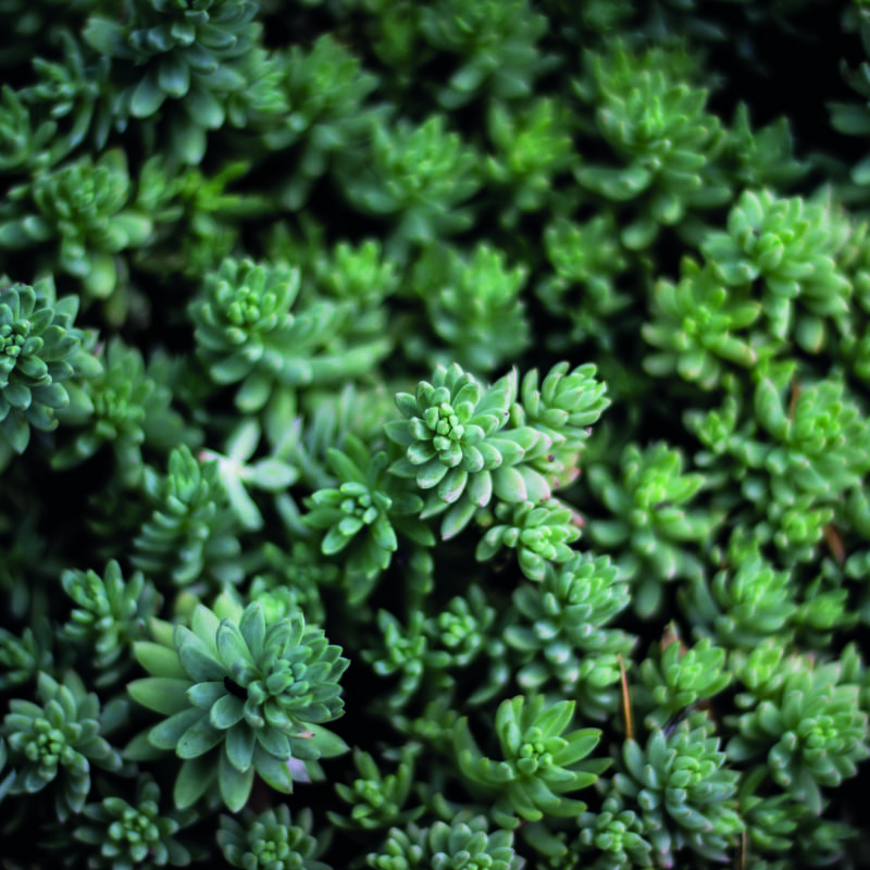 Green succulent plant wall mural in office setting with computer on desk