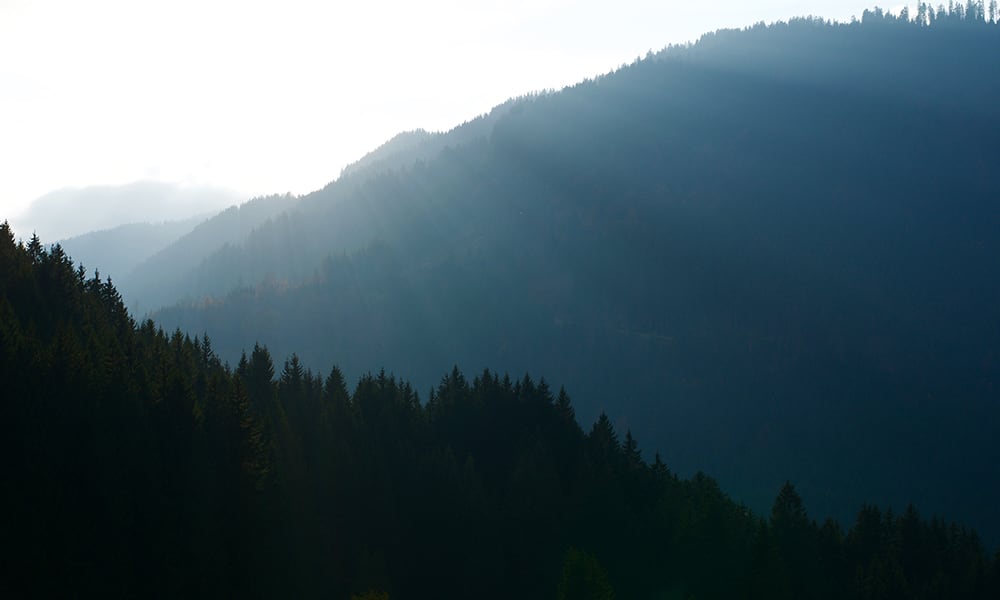 Lush forest with sunlight streaming through mountains