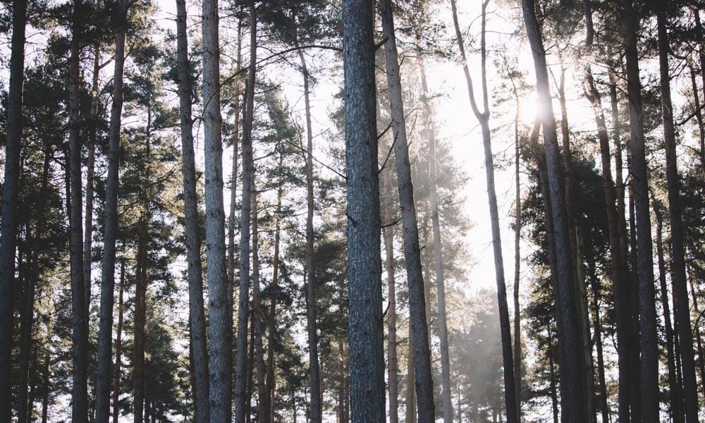 Woodland trees scene with bright sky