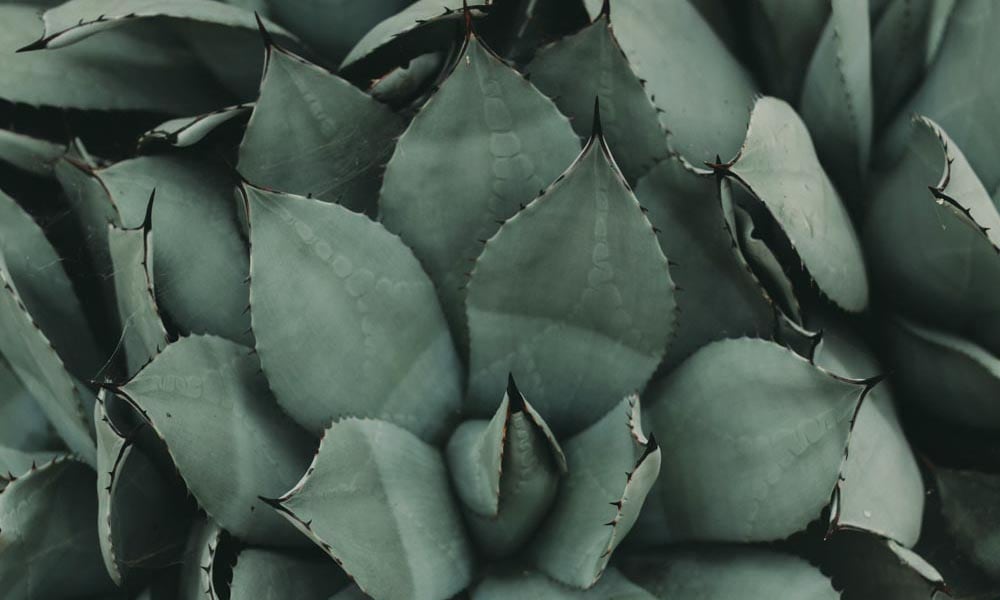 Whales Tongue Agave Plants