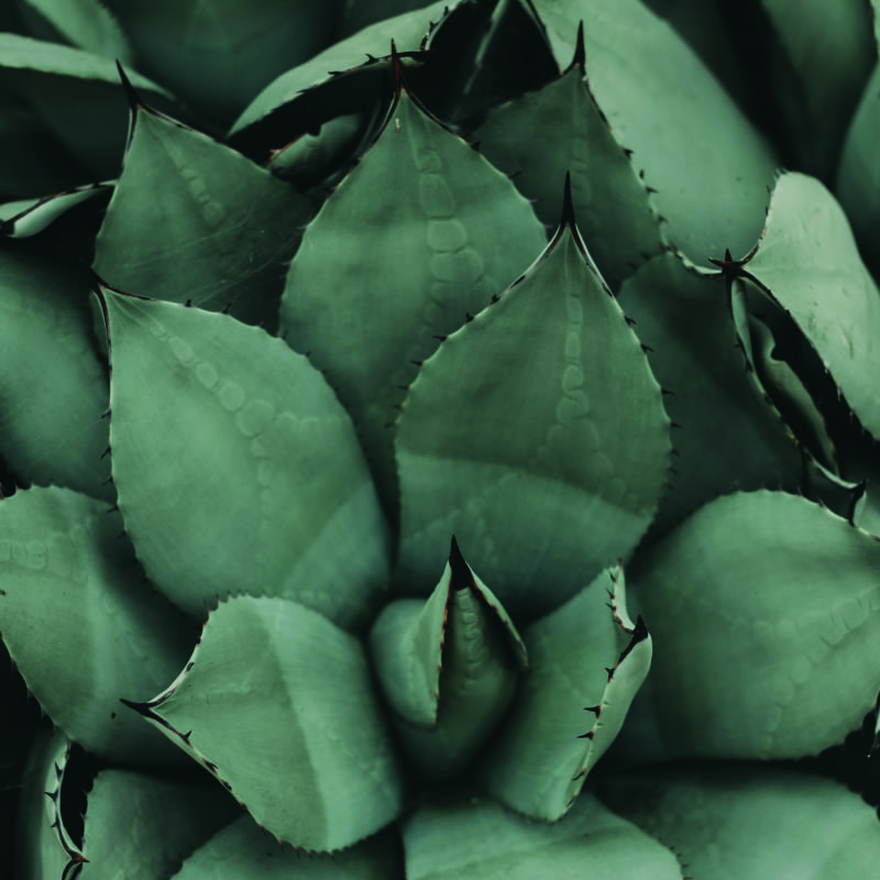Sage green plant wall mural in a modern bedroom