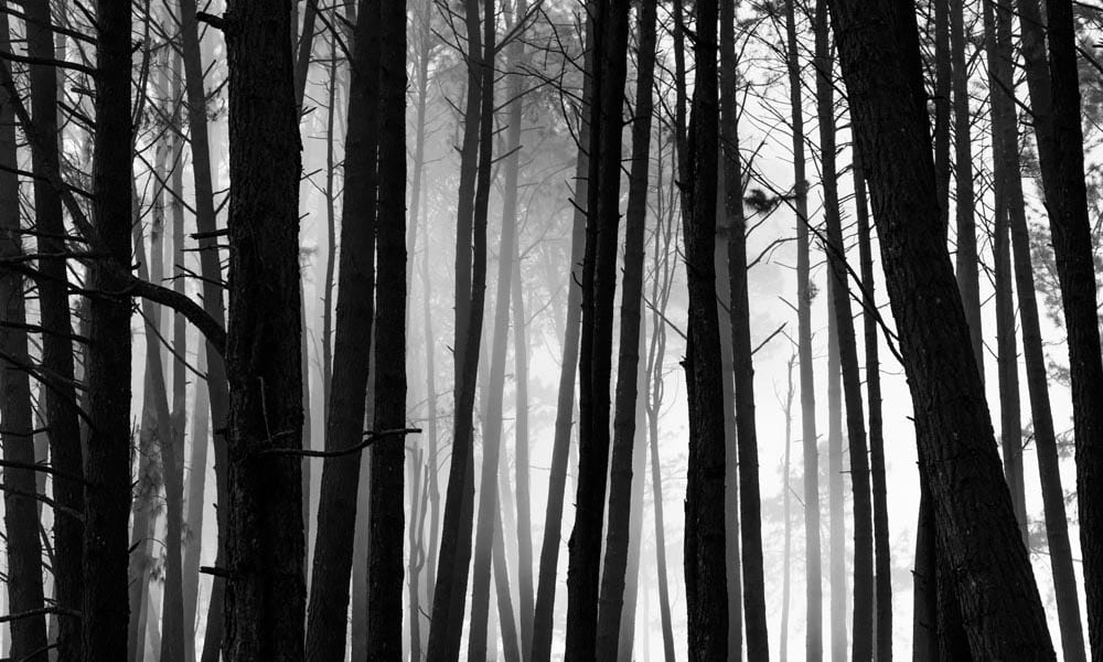 Black and white monochrome woodland forest landscape