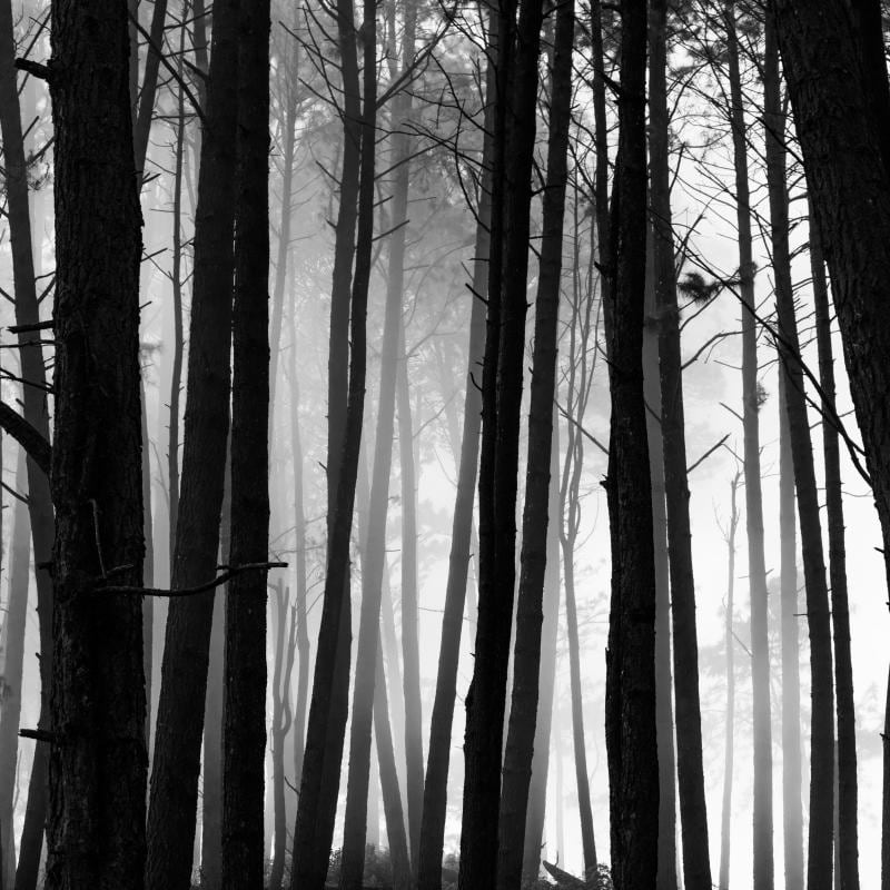 Bedroom with black and white forest woodland wall mural behind the bed